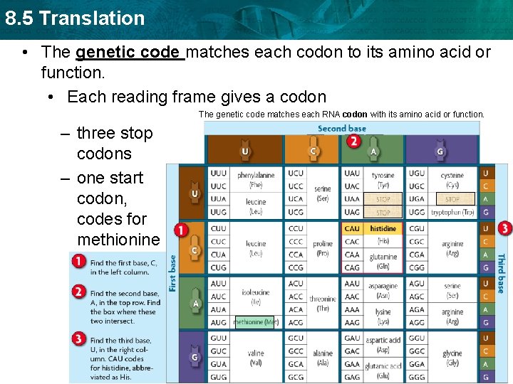 8. 5 Translation • The genetic code matches each codon to its amino acid