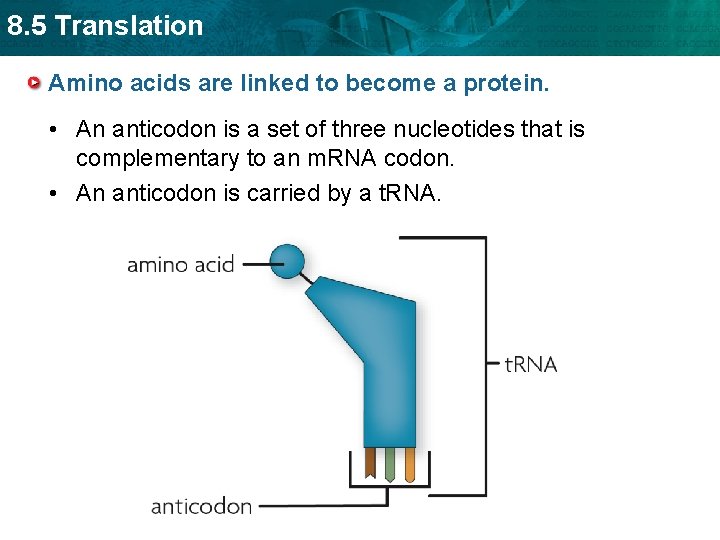 8. 5 Translation Amino acids are linked to become a protein. • An anticodon
