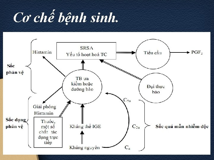 Cơ chế bệnh sinh. 