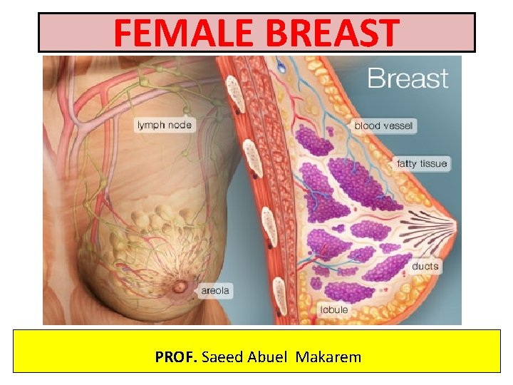 FEMALE BREAST PROF. Saeed Abuel Makarem 