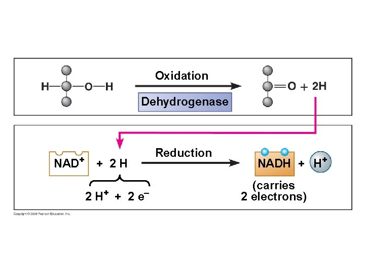 Oxidation Dehydrogenase NAD+ Reduction + 2 H 2 H+ + 2 e– NADH + Oxidation Dehydrogenase NAD+ Reduction + 2 H 2 H+ + 2 e– NADH +
