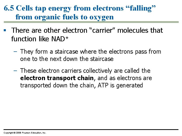 6. 5 Cells tap energy from electrons “falling” from organic fuels to oxygen § 6. 5 Cells tap energy from electrons “falling” from organic fuels to oxygen §