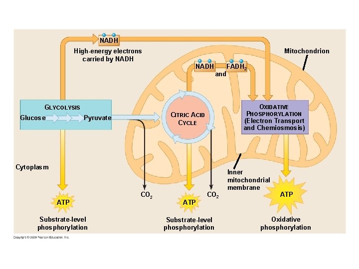 NADH Mitochondrion High-energy electrons carried by NADH FADH 2 and OXIDATIVE GLYCOLYSIS Glucose PHOSPHORYLATION NADH Mitochondrion High-energy electrons carried by NADH FADH 2 and OXIDATIVE GLYCOLYSIS Glucose PHOSPHORYLATION