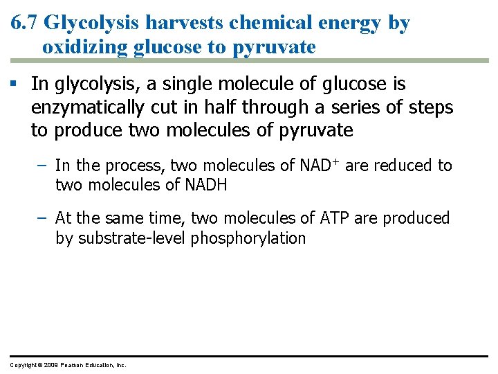 6. 7 Glycolysis harvests chemical energy by oxidizing glucose to pyruvate § In glycolysis, 6. 7 Glycolysis harvests chemical energy by oxidizing glucose to pyruvate § In glycolysis,