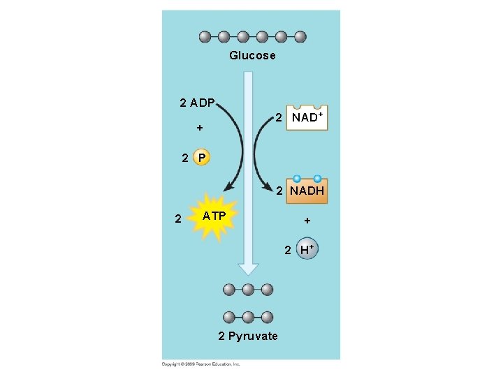 Glucose 2 ADP 2 NAD+ + 2 P 2 NADH 2 ATP + 2 Glucose 2 ADP 2 NAD+ + 2 P 2 NADH 2 ATP + 2