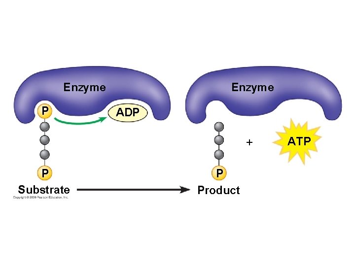 Enzyme P ADP P Substrate P Product ATP Enzyme P ADP P Substrate P Product ATP