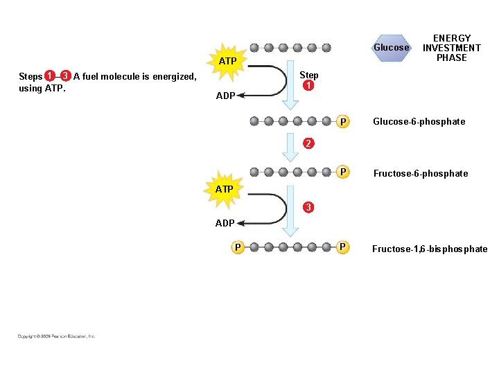 Glucose ATP Steps 1 – 3 A fuel molecule is energized, using ATP. ADP Glucose ATP Steps 1 – 3 A fuel molecule is energized, using ATP. ADP