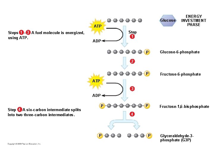 Glucose ATP Steps 1 – 3 A fuel molecule is energized, using ATP. ADP Glucose ATP Steps 1 – 3 A fuel molecule is energized, using ATP. ADP