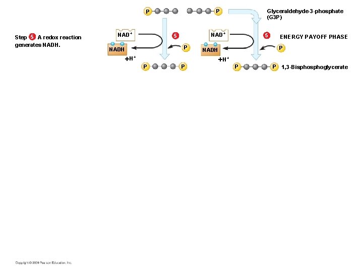 Step 5 A redox reaction generates NADH. NAD+ 5 P NADH Glyceraldehyde-3 -phosphate (G Step 5 A redox reaction generates NADH. NAD+ 5 P NADH Glyceraldehyde-3 -phosphate (G