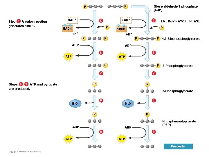 Step 5 A redox reaction generates NADH. Glyceraldehyde-3 -phosphate (G 3 P) P P Step 5 A redox reaction generates NADH. Glyceraldehyde-3 -phosphate (G 3 P) P P