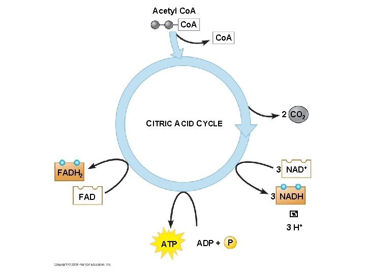 Acetyl Co. A CITRIC ACID CYCLE 2 CO 2 3 NAD+ FADH 2 3 Acetyl Co. A CITRIC ACID CYCLE 2 CO 2 3 NAD+ FADH 2 3