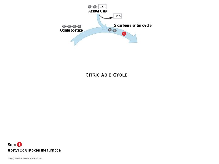 Co. A Acetyl Co. A 2 carbons enter cycle Oxaloacetate 1 CITRIC ACID CYCLE Co. A Acetyl Co. A 2 carbons enter cycle Oxaloacetate 1 CITRIC ACID CYCLE