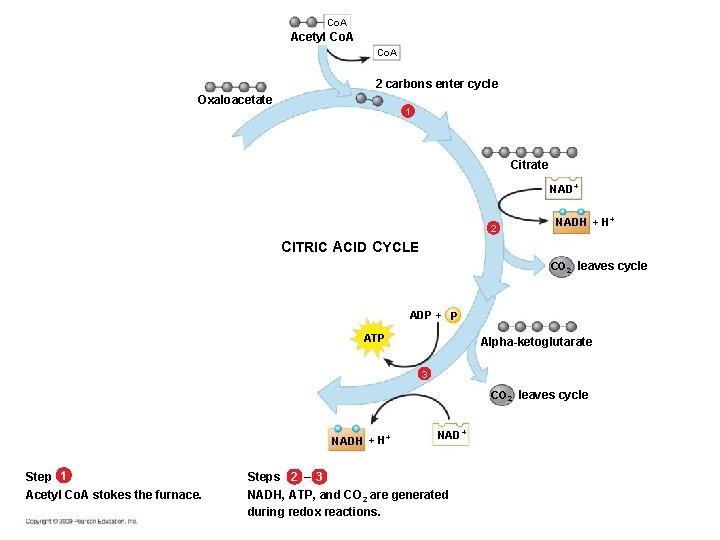 Co. A Acetyl Co. A 2 carbons enter cycle Oxaloacetate 1 Citrate NAD+ 2 Co. A Acetyl Co. A 2 carbons enter cycle Oxaloacetate 1 Citrate NAD+ 2