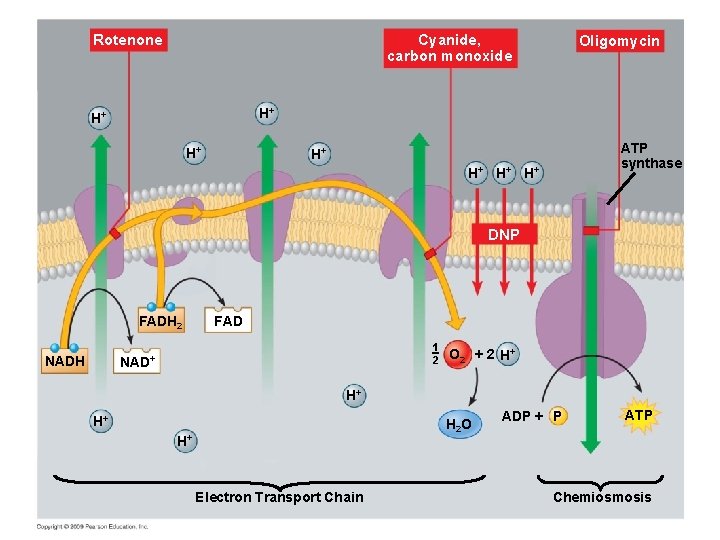 Cyanide, carbon monoxide Rotenone Oligomycin H+ H+ H+ ATP synthase H+ H+ DNP FADH Cyanide, carbon monoxide Rotenone Oligomycin H+ H+ H+ ATP synthase H+ H+ DNP FADH