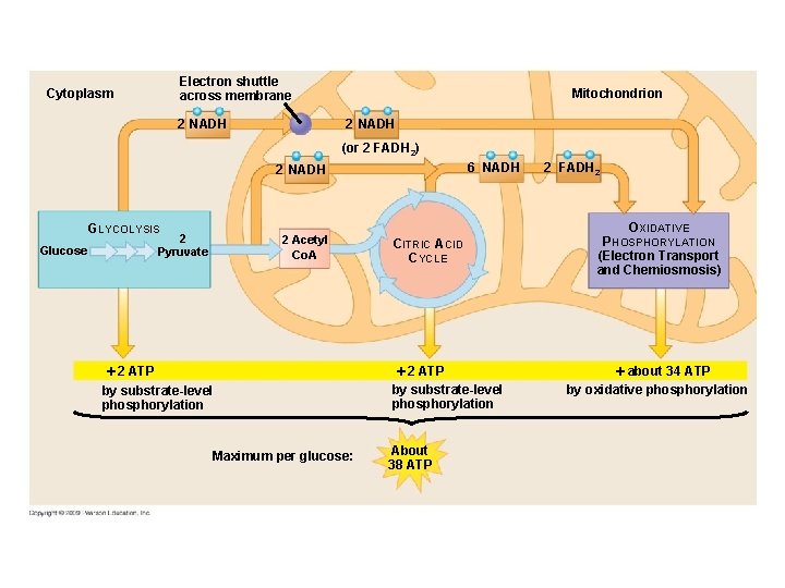 Electron shuttle across membrane Cytoplasm 2 NADH Mitochondrion 2 NADH (or 2 FADH 2) Electron shuttle across membrane Cytoplasm 2 NADH Mitochondrion 2 NADH (or 2 FADH 2)
