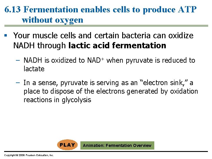 6. 13 Fermentation enables cells to produce ATP without oxygen § Your muscle cells 6. 13 Fermentation enables cells to produce ATP without oxygen § Your muscle cells