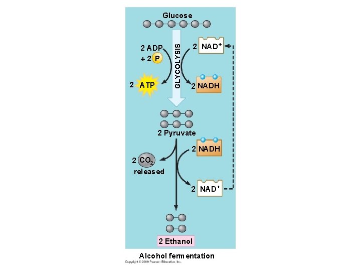 2 ADP 2 ATP GLYCOLYSIS Glucose 2 NAD+ 2 NADH 2 Pyruvate 2 NADH 2 ADP 2 ATP GLYCOLYSIS Glucose 2 NAD+ 2 NADH 2 Pyruvate 2 NADH