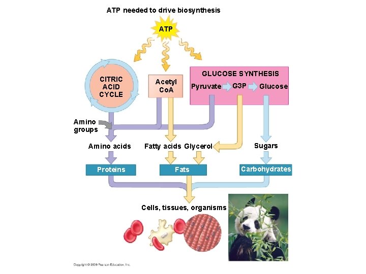 ATP needed to drive biosynthesis ATP CITRIC ACID CYCLE Acetyl Co. A GLUCOSE SYNTHESIS ATP needed to drive biosynthesis ATP CITRIC ACID CYCLE Acetyl Co. A GLUCOSE SYNTHESIS