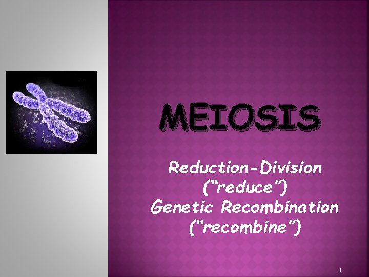 MEIOSIS Reduction-Division (“reduce”) Genetic Recombination (“recombine”) 1 