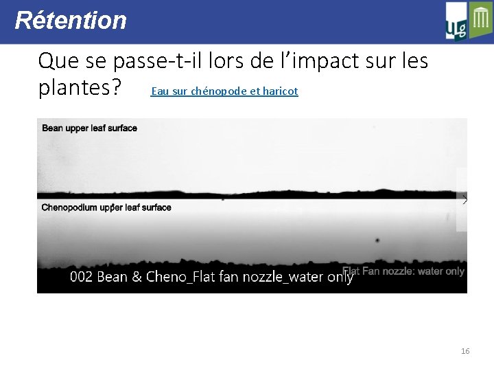 Rétention Que se passe-t-il lors de l’impact sur les plantes? Eau sur chénopode et