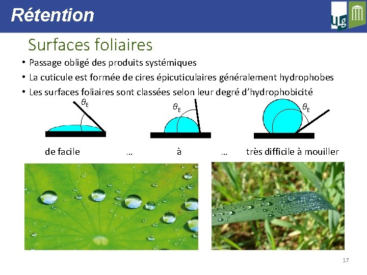 Rétention Surfaces foliaires • Passage obligé des produits systémiques • La cuticule est formée