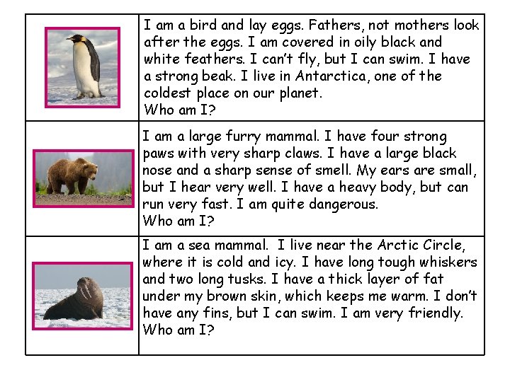 I am a bird and lay eggs. Fathers, not mothers look after the eggs.