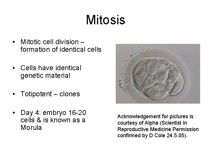 Mitosis • Mitotic cell division – formation of identical cells • Cells have identical