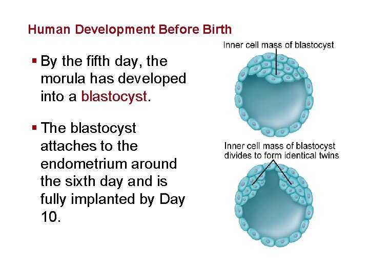 Human Reproduction and Development Human Development Before Birth § By the fifth day, the