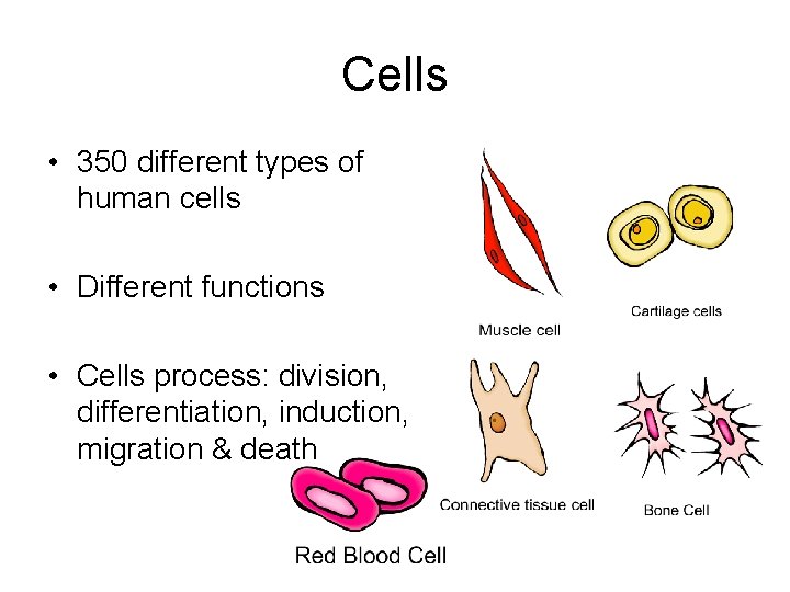 Cells • 350 different types of human cells • Different functions • Cells process: