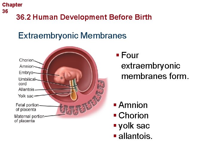 Chapter 36 Human Reproduction and Development 36. 2 Human Development Before Birth Extraembryonic Membranes