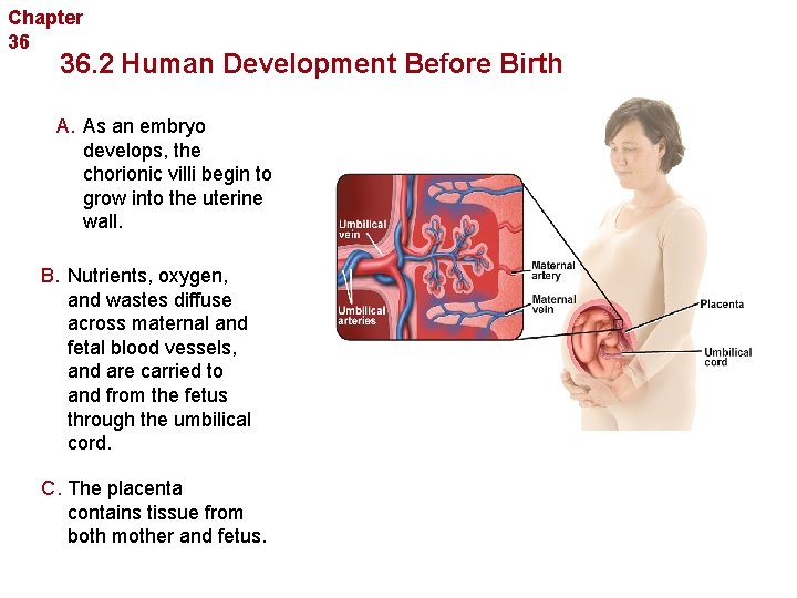 Chapter 36 Human Reproduction and Development 36. 2 Human Development Before Birth A. As