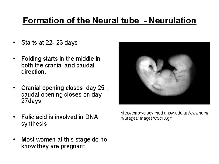 Formation of the Neural tube - Neurulation • Starts at 22 - 23 days