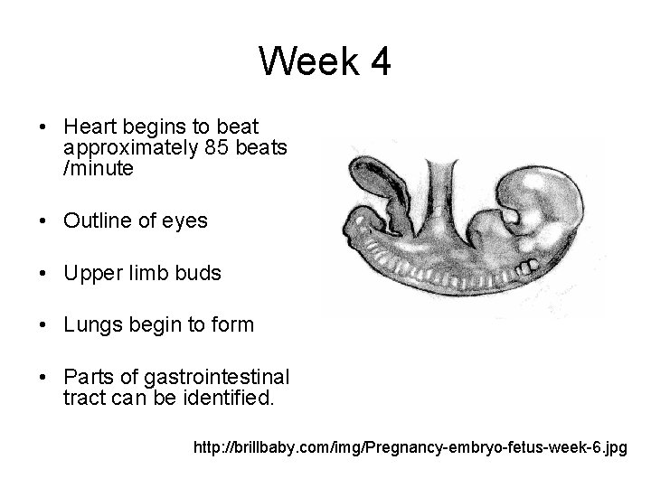 Week 4 • Heart begins to beat approximately 85 beats /minute • Outline of