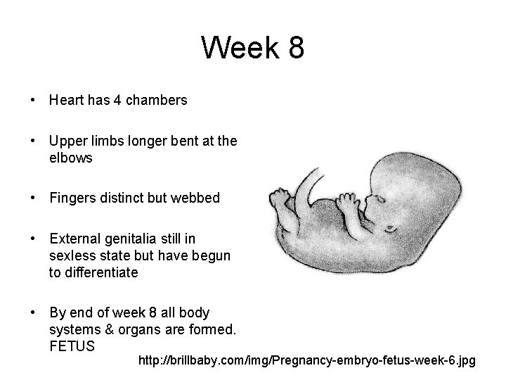 Week 8 • Heart has 4 chambers • Upper limbs longer bent at the