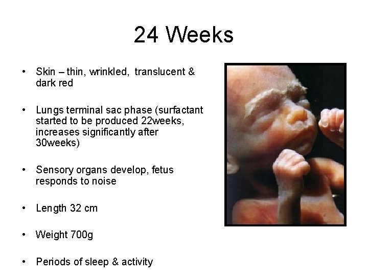 24 Weeks • Skin – thin, wrinkled, translucent & dark red • Lungs terminal