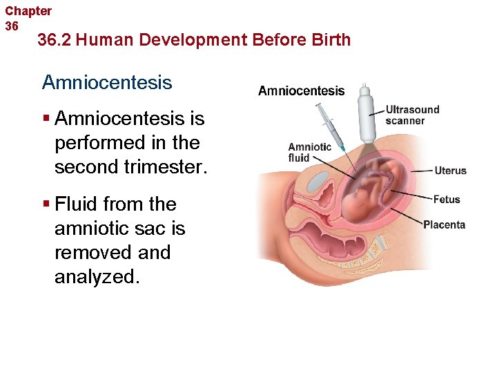 Chapter 36 Human Reproduction and Development 36. 2 Human Development Before Birth Amniocentesis §