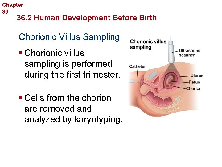 Chapter 36 Human Reproduction and Development 36. 2 Human Development Before Birth Chorionic Villus