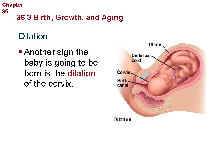 Chapter 36 Human Reproduction and Development 36. 3 Birth, Growth, and Aging Dilation §