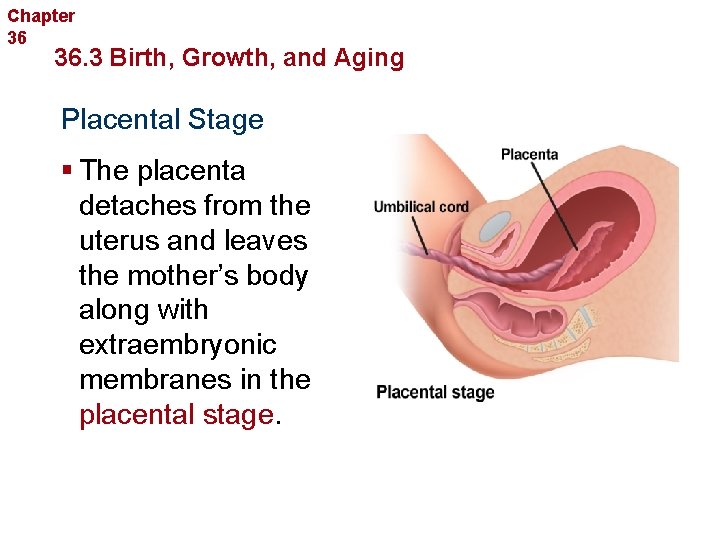 Chapter 36 Human Reproduction and Development 36. 3 Birth, Growth, and Aging Placental Stage