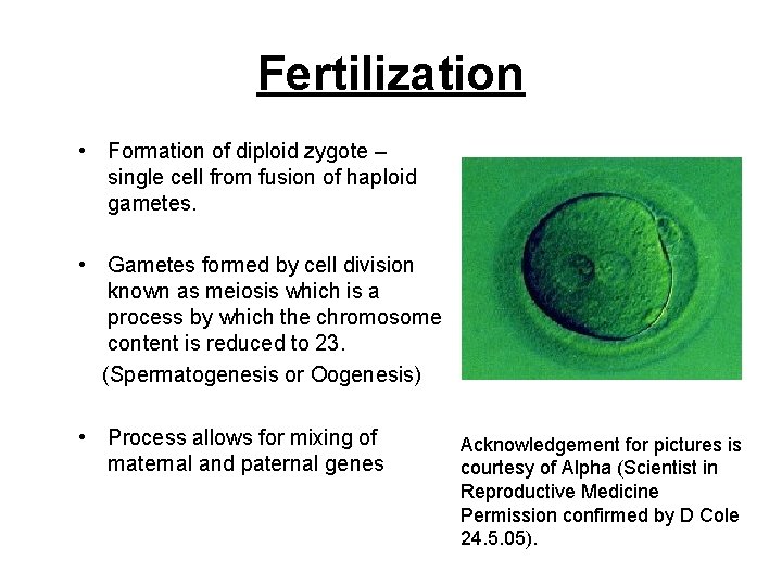 Fertilization • Formation of diploid zygote – single cell from fusion of haploid gametes.