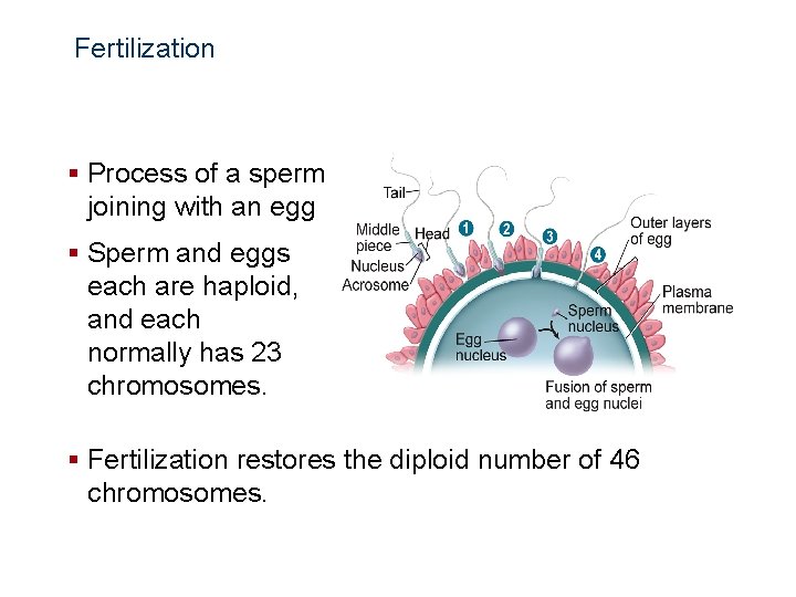 Human Reproduction and Development Fertilization § Process of a sperm joining with an egg