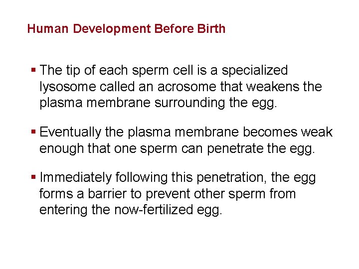 Human Reproduction and Development Human Development Before Birth § The tip of each sperm