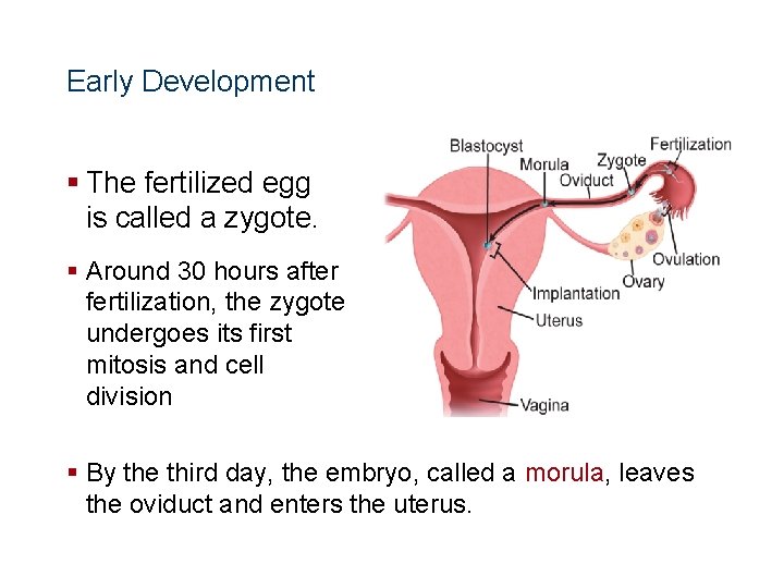 Human Reproduction and Development Early Development § The fertilized egg is called a zygote.