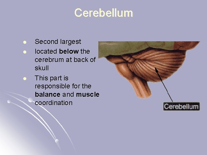 Cerebellum l l l Second largest located below the cerebrum at back of skull