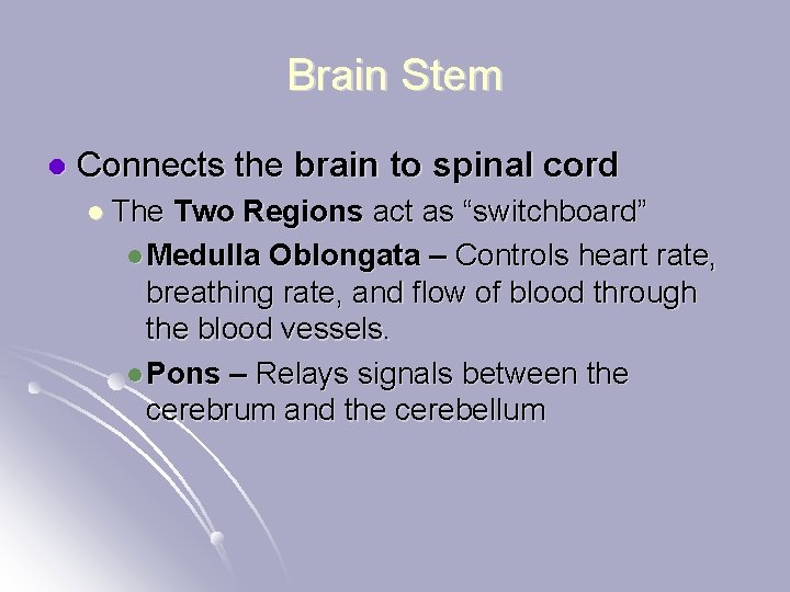 Brain Stem l Connects the brain to spinal cord l The Two Regions act