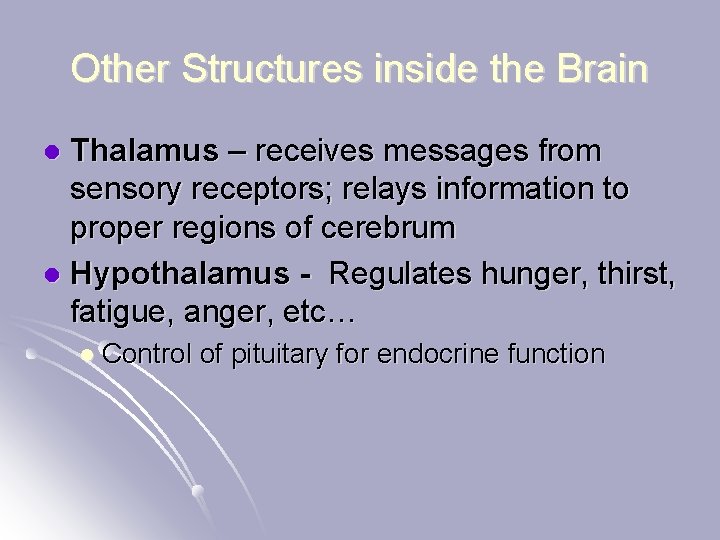 Other Structures inside the Brain Thalamus – receives messages from sensory receptors; relays information