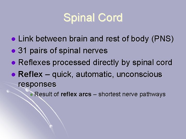 Spinal Cord Link between brain and rest of body (PNS) l 31 pairs of