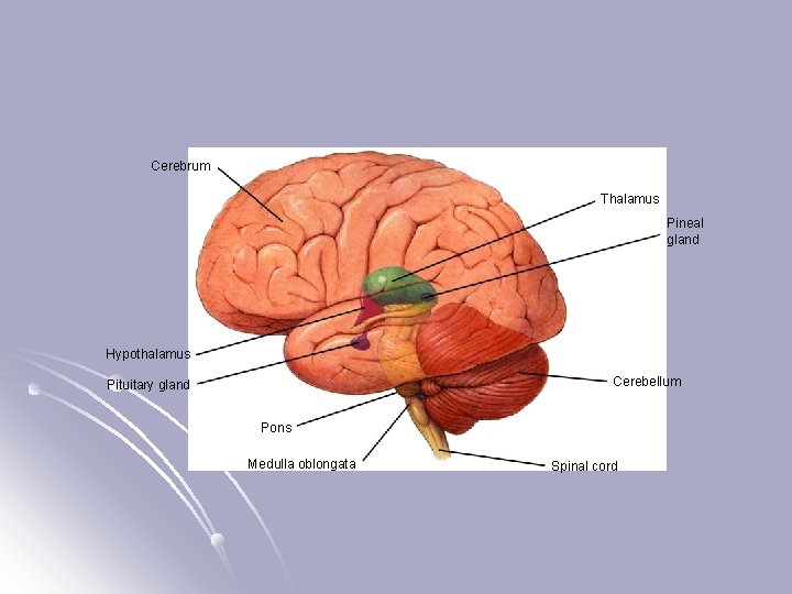 Section 35 -3 Cerebrum Thalamus Pineal gland Hypothalamus Cerebellum Pituitary gland Pons Medulla oblongata