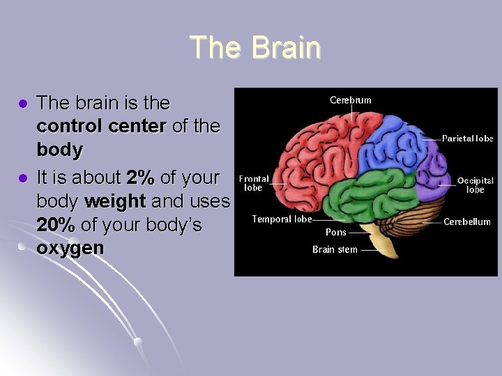 The Brain l l The brain is the control center of the body It