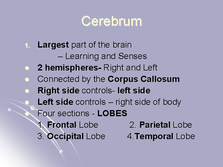 Cerebrum 1. l l l Largest part of the brain – Learning and Senses